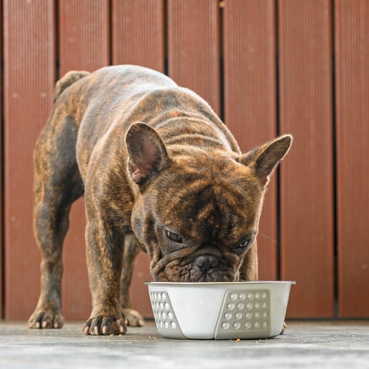 Best bowls for french bulldogs clearance