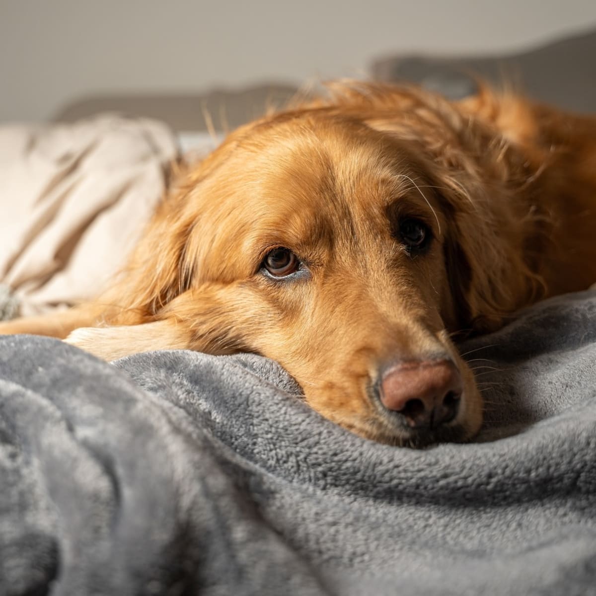 Golden retriever sale snoring