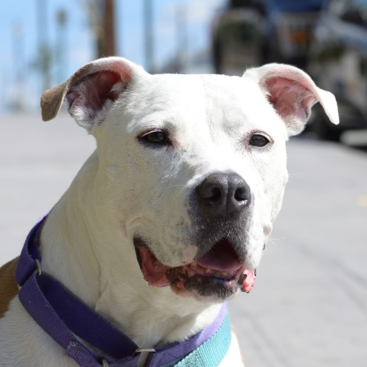 White pitbulls deaf 2025