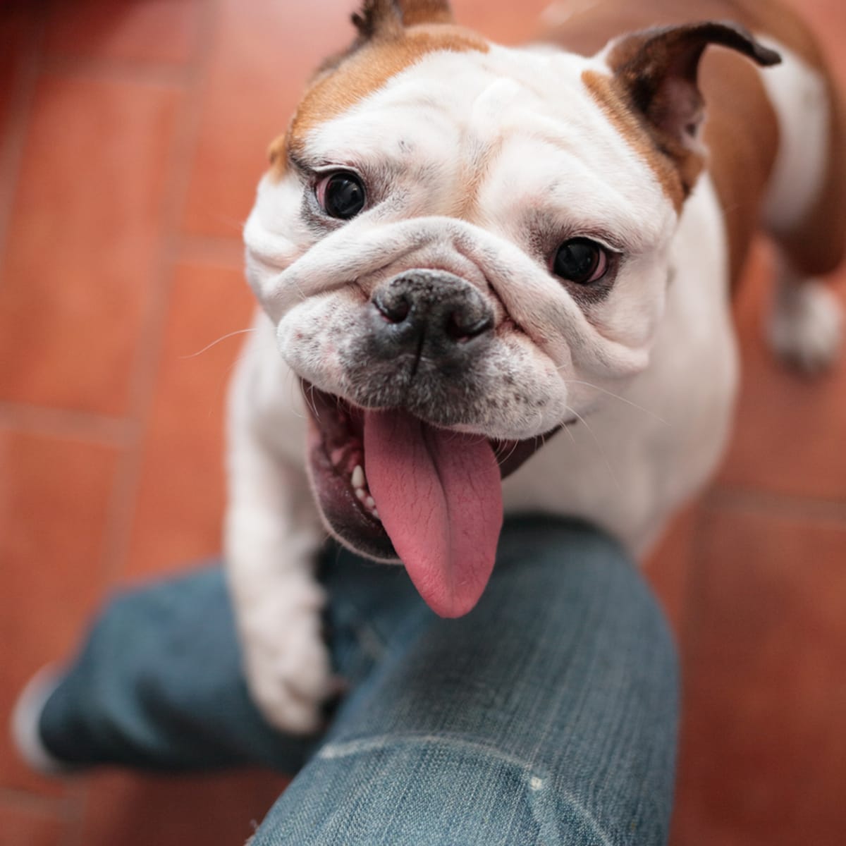 Velcro dog sale