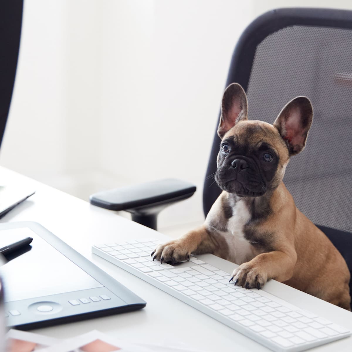 Cool Pet Office Chair Puts a New Spin on Working From Home with