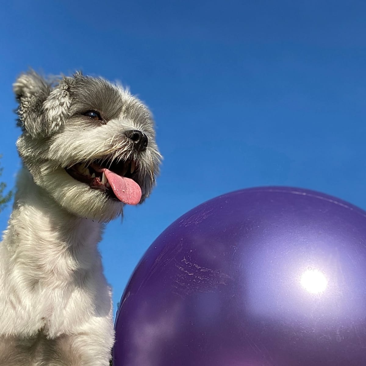 Shih on sale tzu balls