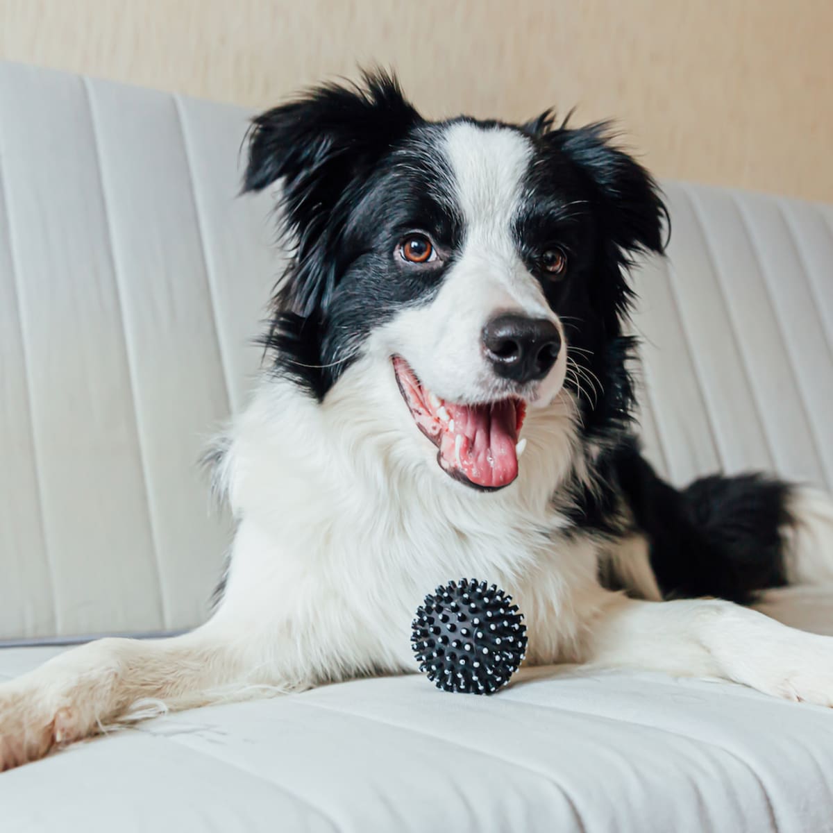 Herding toys online for border collies
