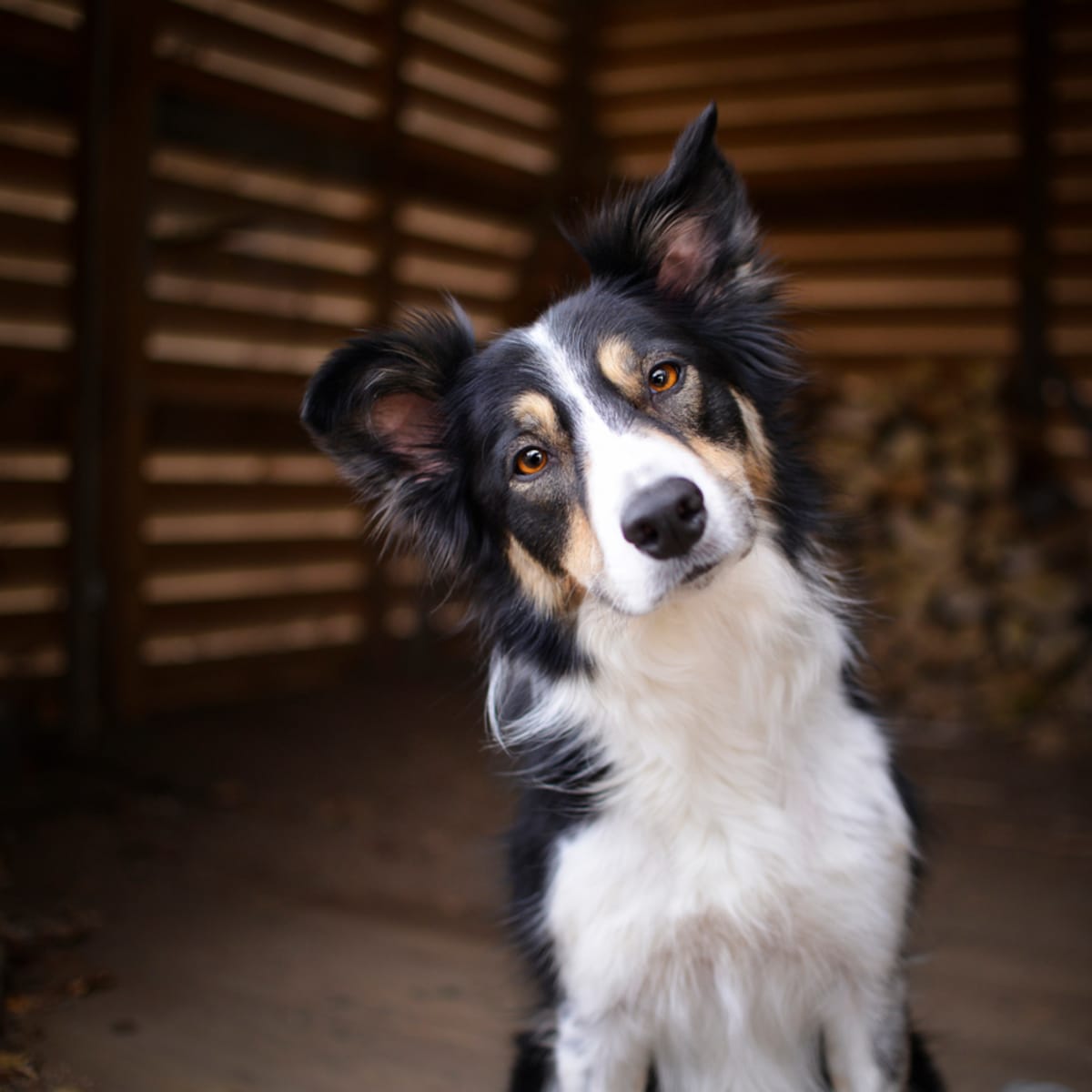 Dog breeds with sale worst separation anxiety
