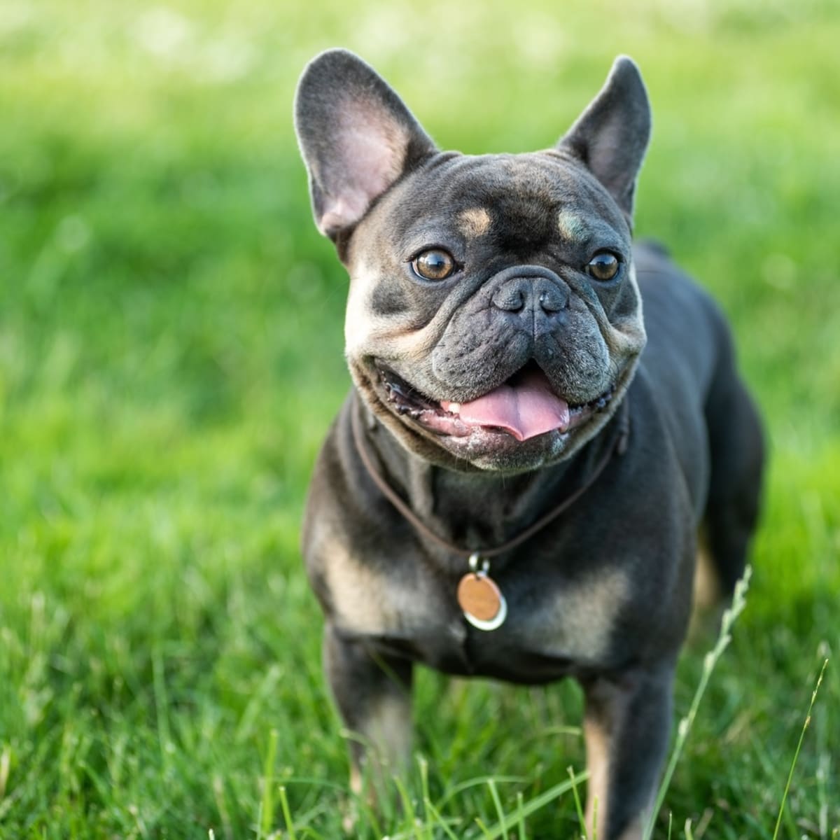 Turbo french bulldog top