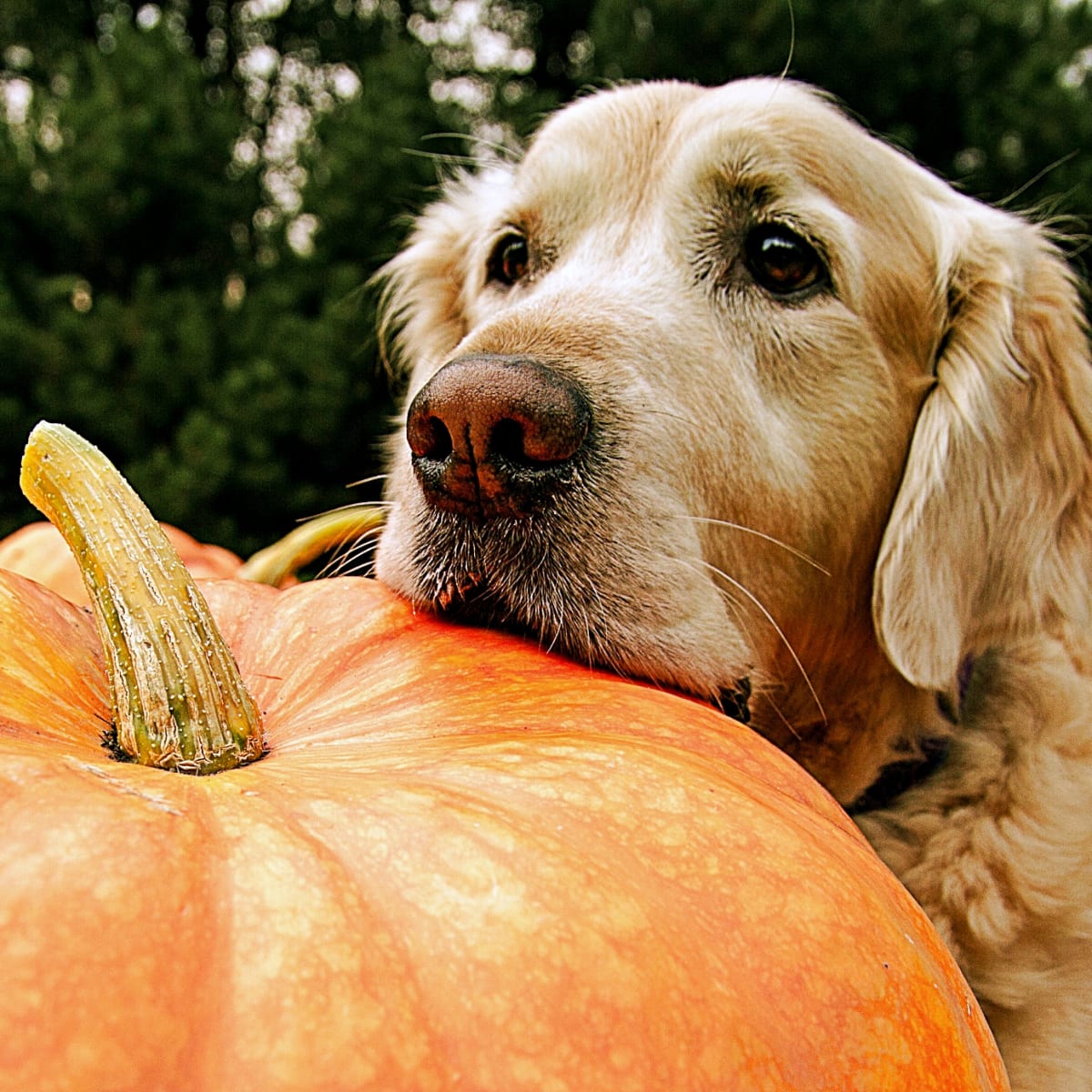 Plain canned pumpkin for dogs outlet