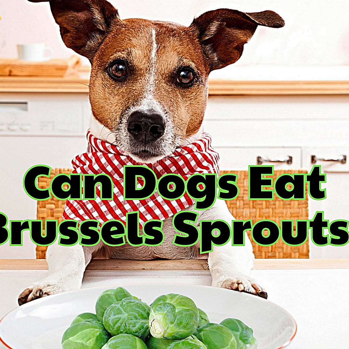 Is brussel sprouts good for dogs outlet