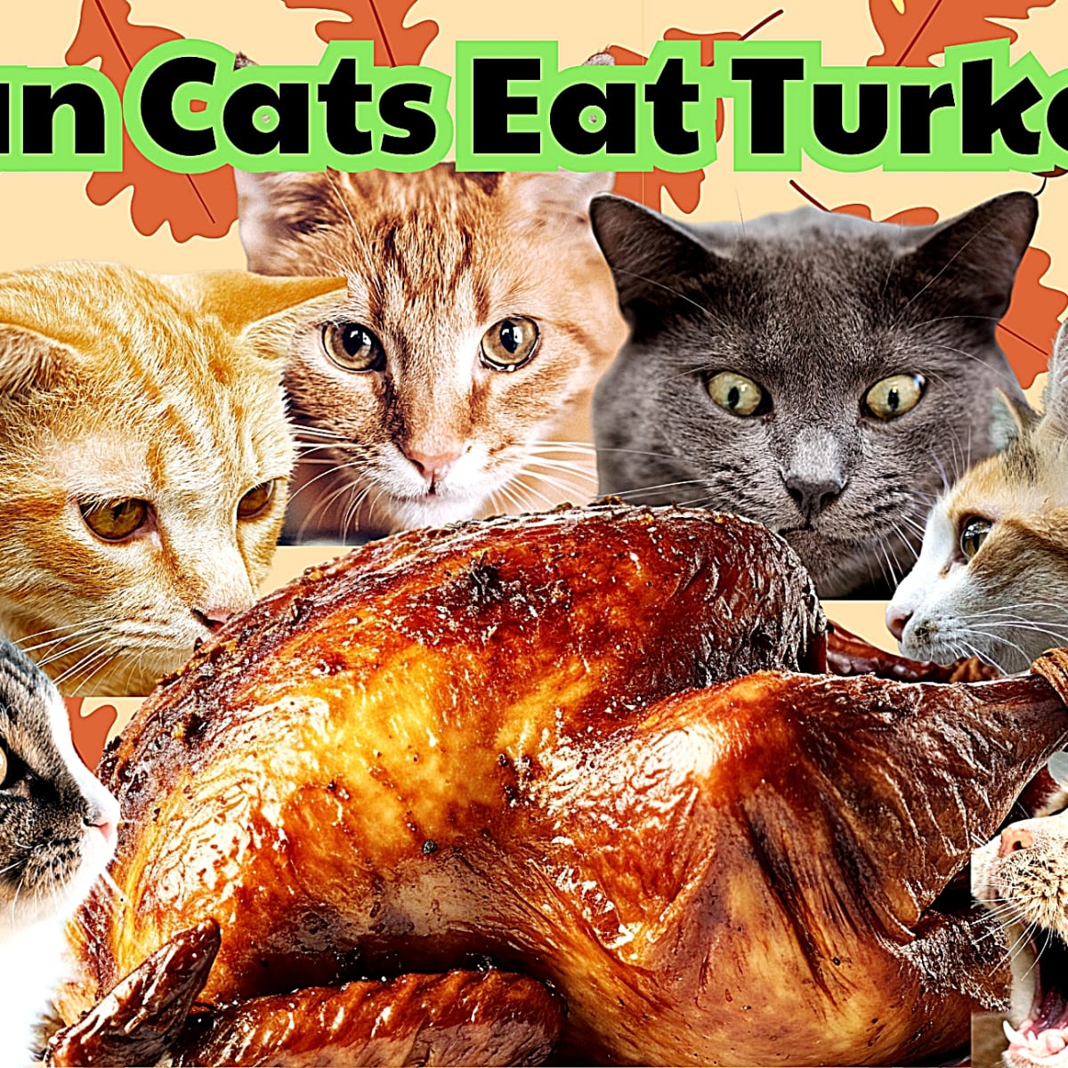 Cats eat turkey outlet