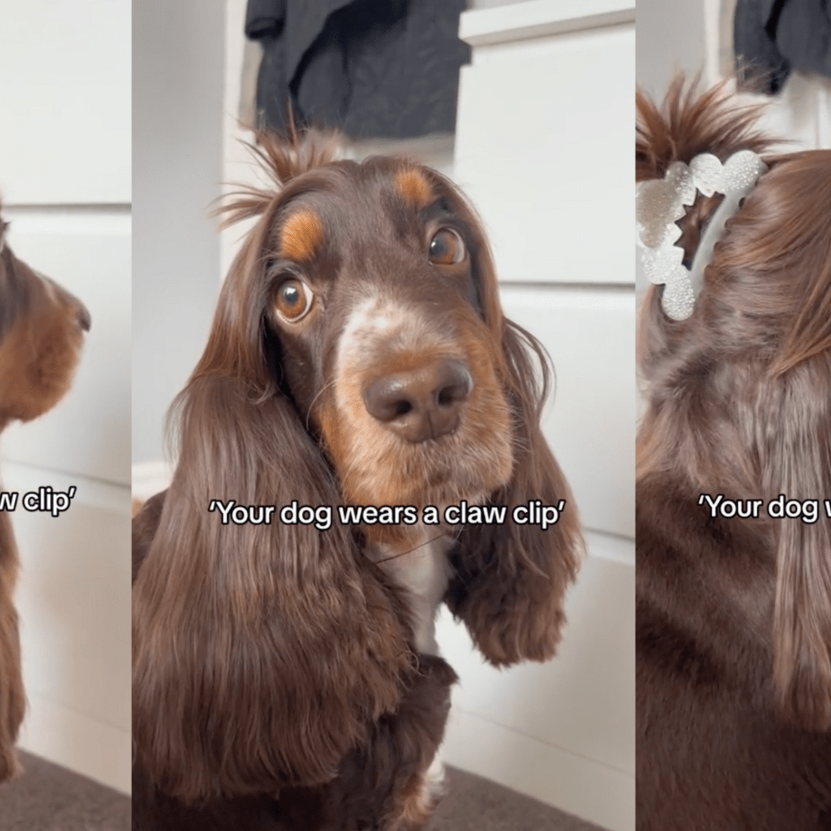 Best brush for cocker spaniel puppy online