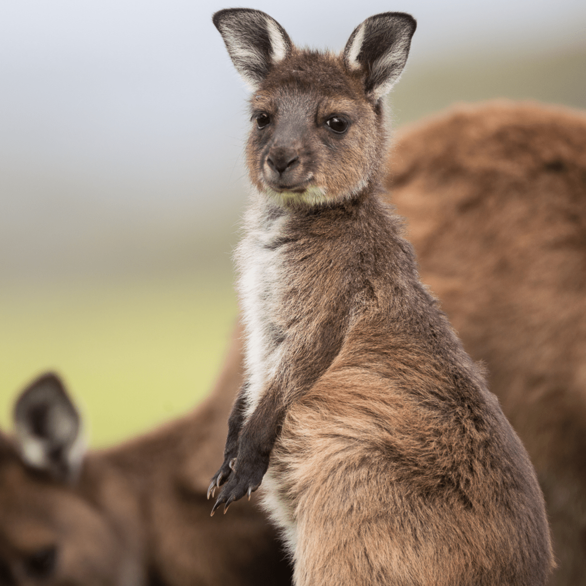 Janoschik製 カンガルー親子 寒々しく Kangaroo