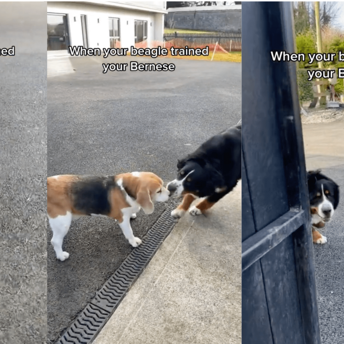 Beagle Practices Recall Skills on Bernese Mountain Dog Sibling and