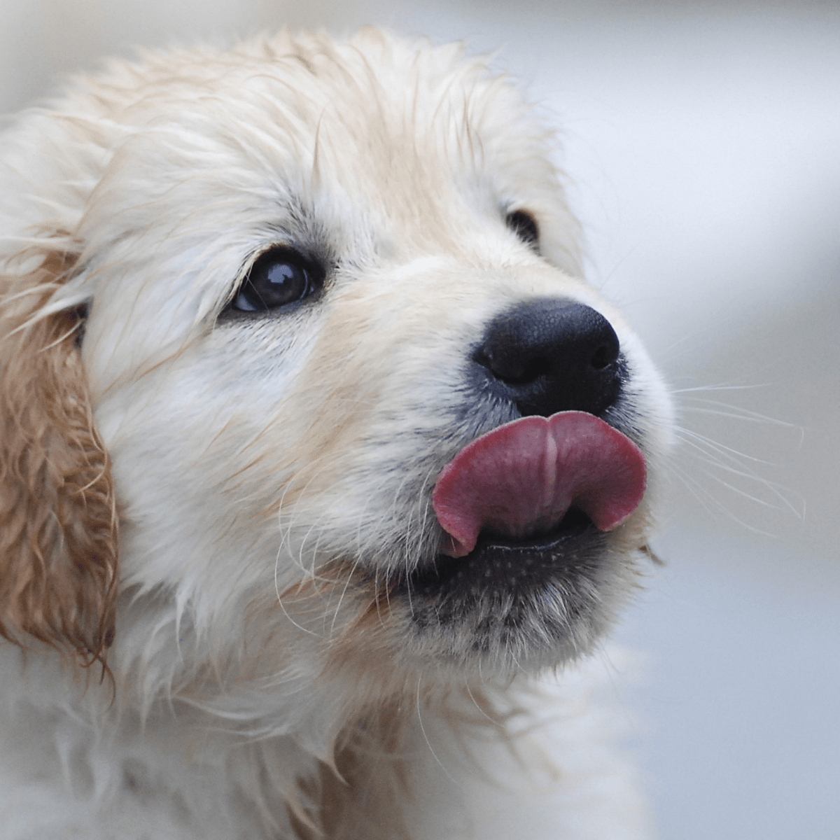 Golden Retriever Puppy Runs to Mom Like a Kid After Hearing Thunder Parade Pets