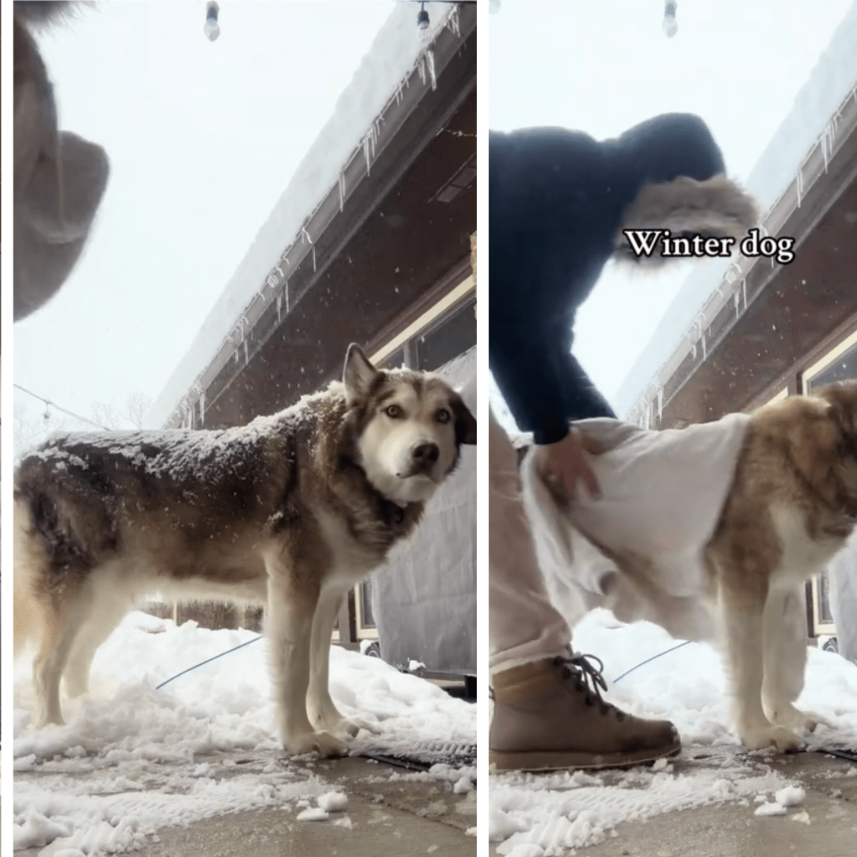 Husky summer coat hotsell