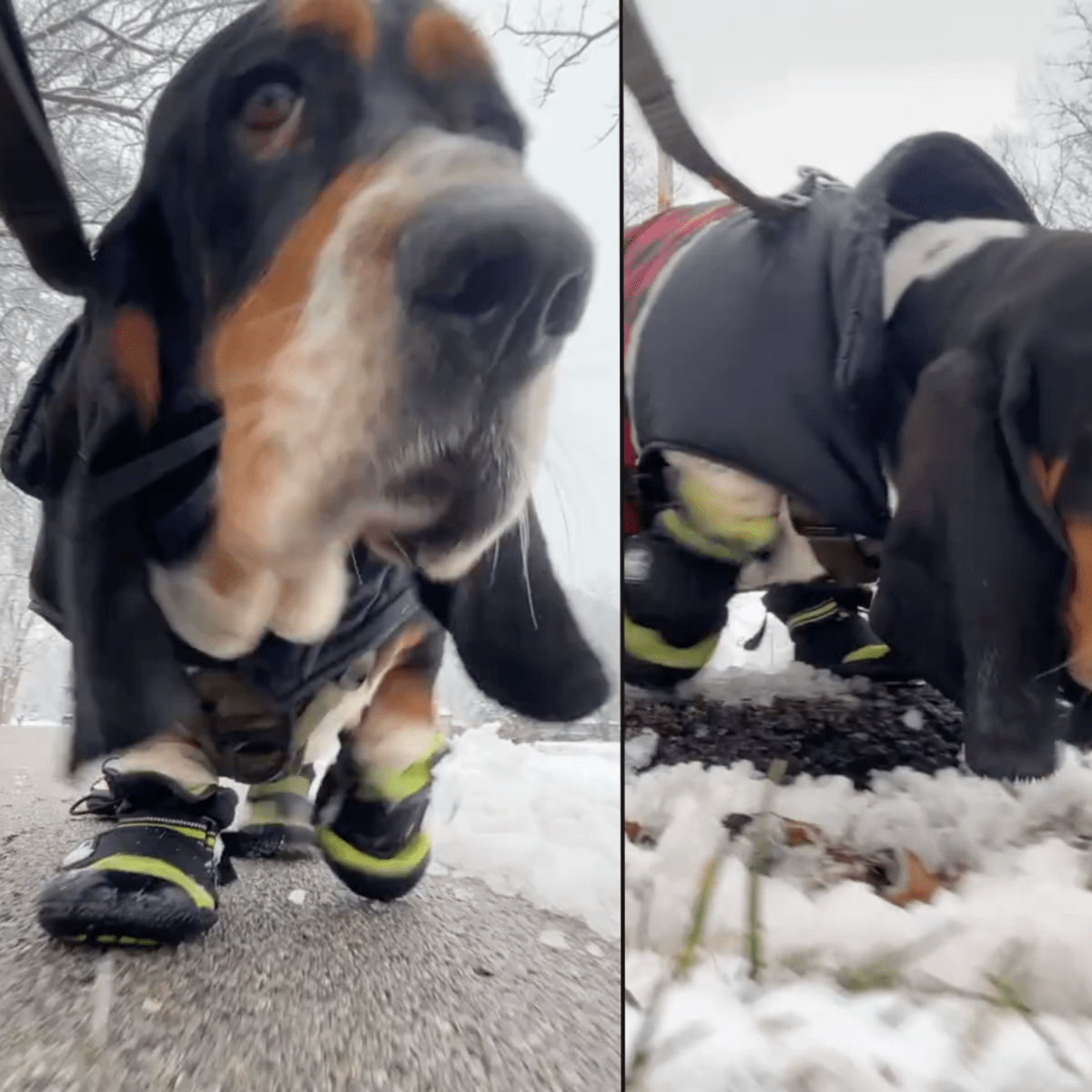 Best harness for basset hound 2025