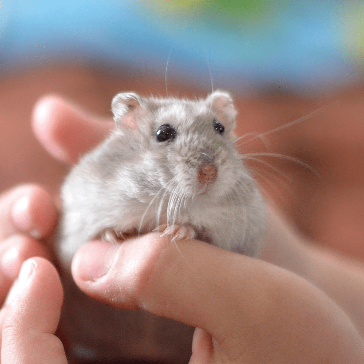 Teddy bear hamster new arrivals petsmart
