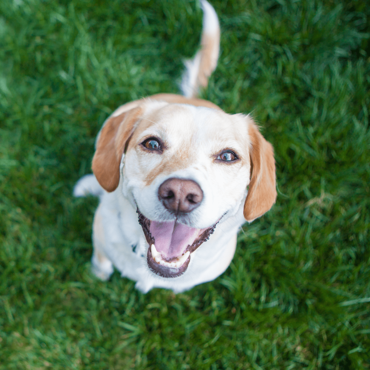 Best dog companion for parkinson patients top