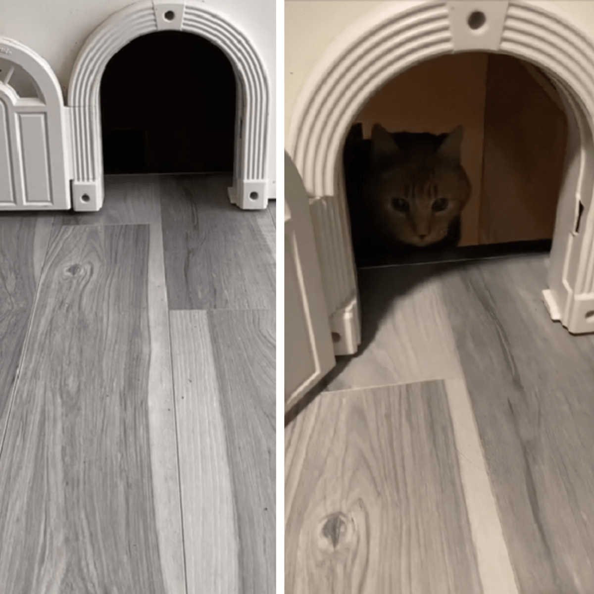 Cat door deals basement stairs