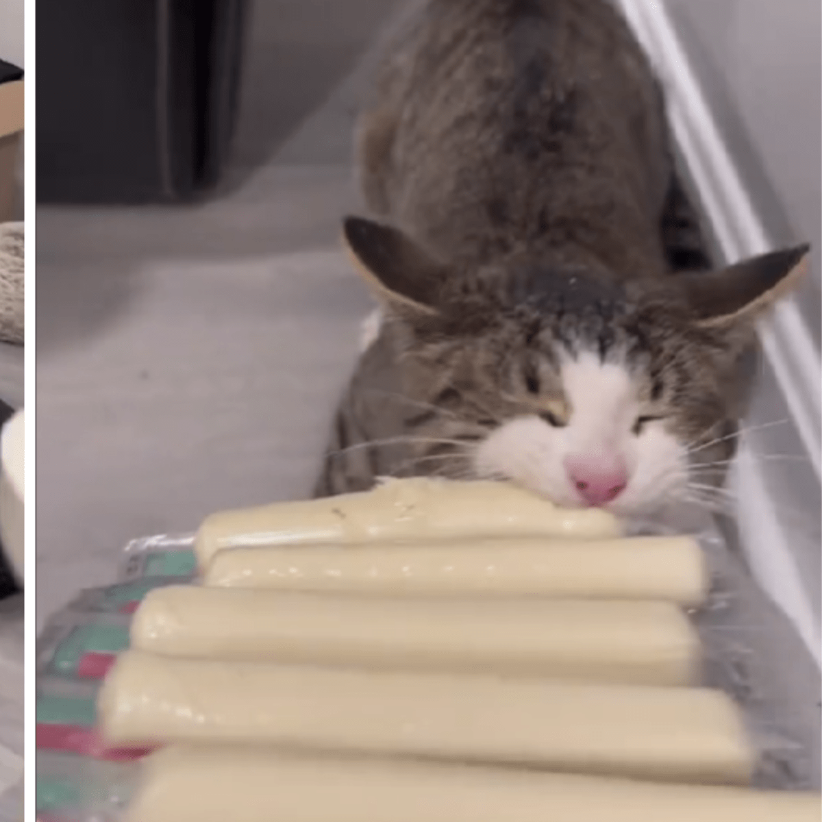 Is string cheese bad for cats discount