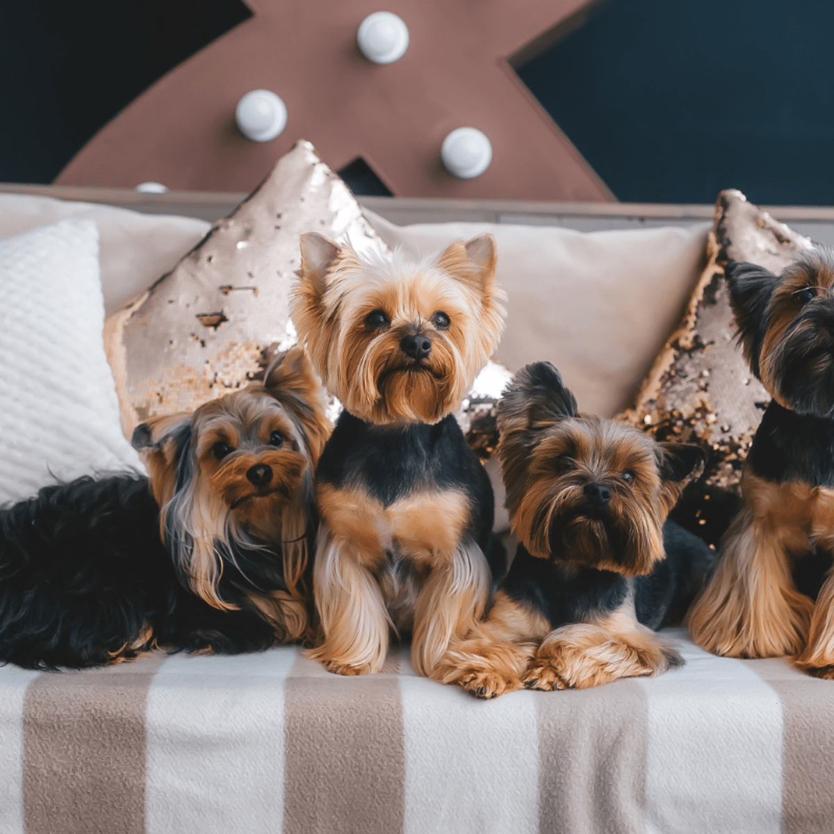 11 Tiny Yorkies Dressed as Hershey s Kisses Are Full of Pure Halloween Sweetness Parade Pets