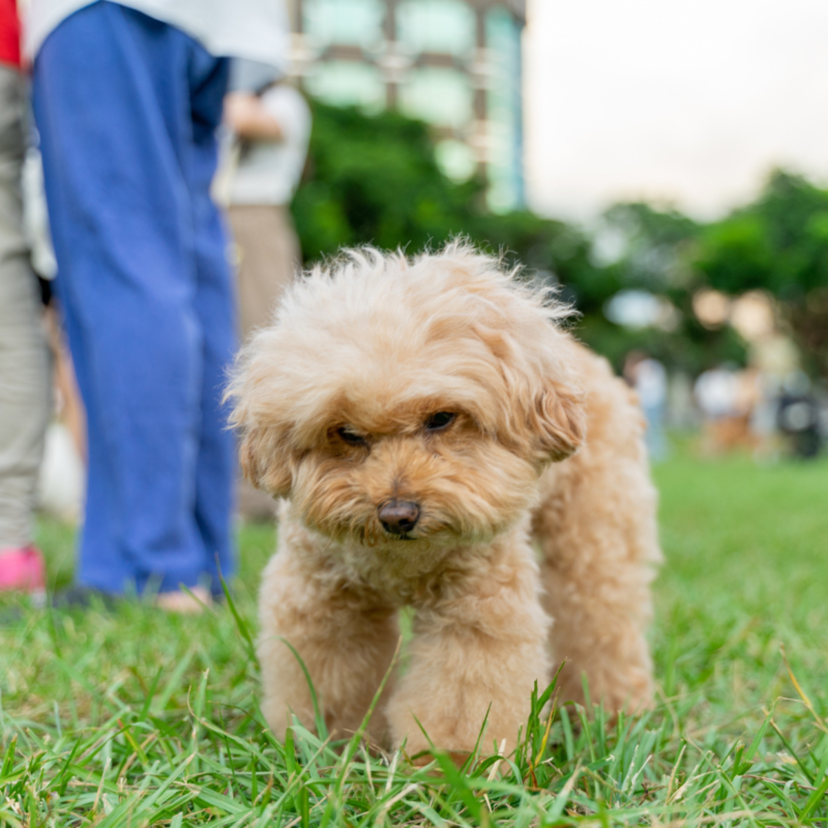 Teacup Poodle Has Most Precious Way of Telling Mom She Found a Spider Parade Pets