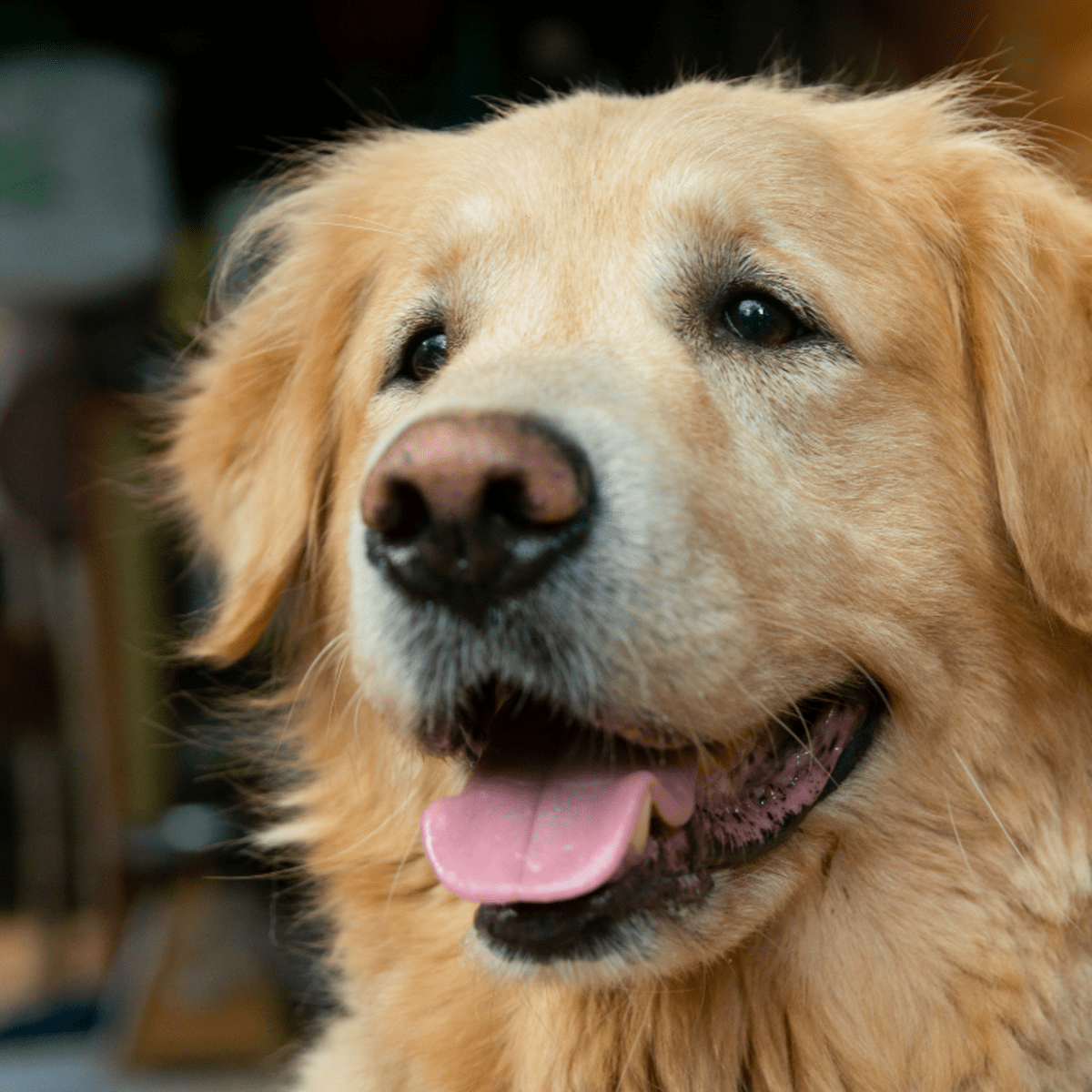 Precious Golden Retriever Shares His Toys with Baby in Act of Pure Love Parade Pets