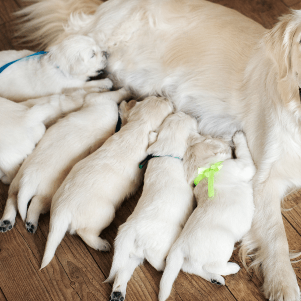 Puppies nursing store