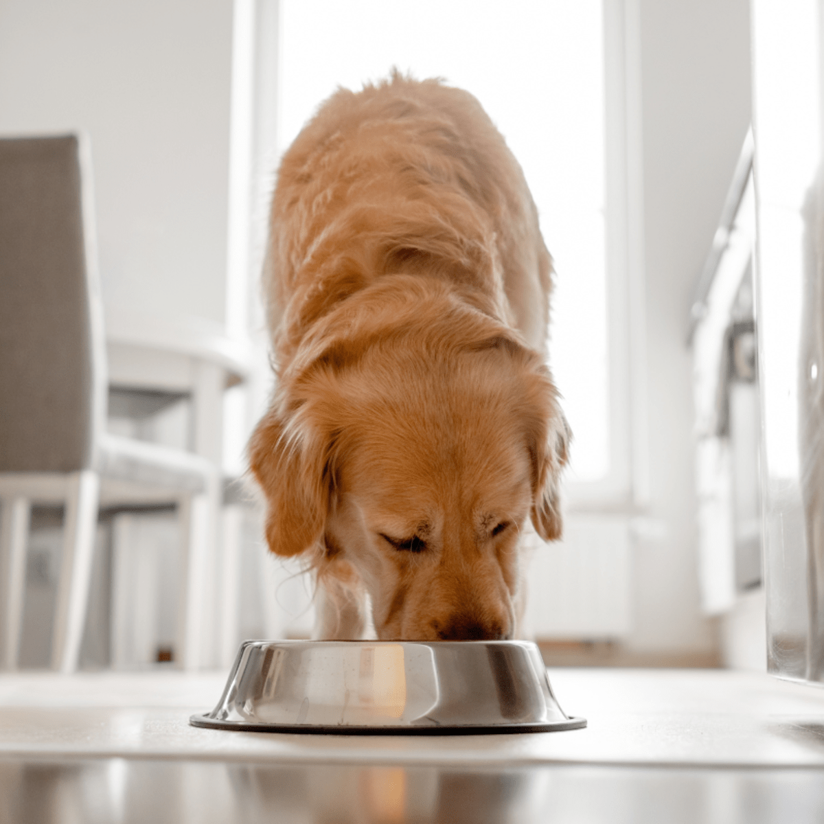 FDA Issues Urgent Warning After Popular Natural Dog Food Tests Positive for Salmonella Parade Pets