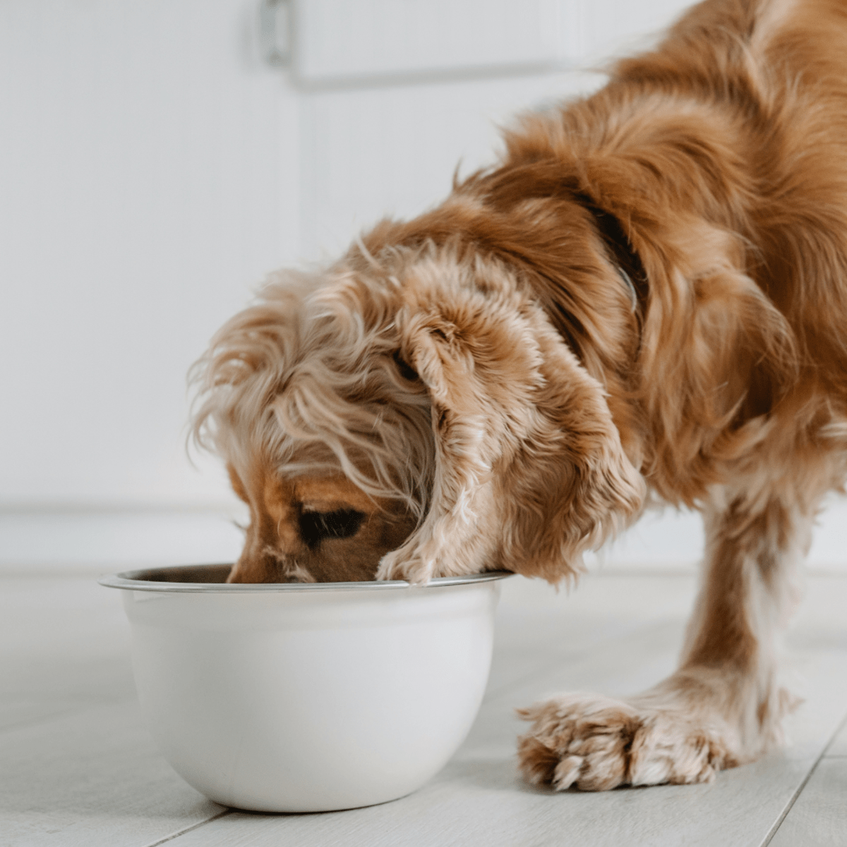 Purina dog food cheap causing seizures