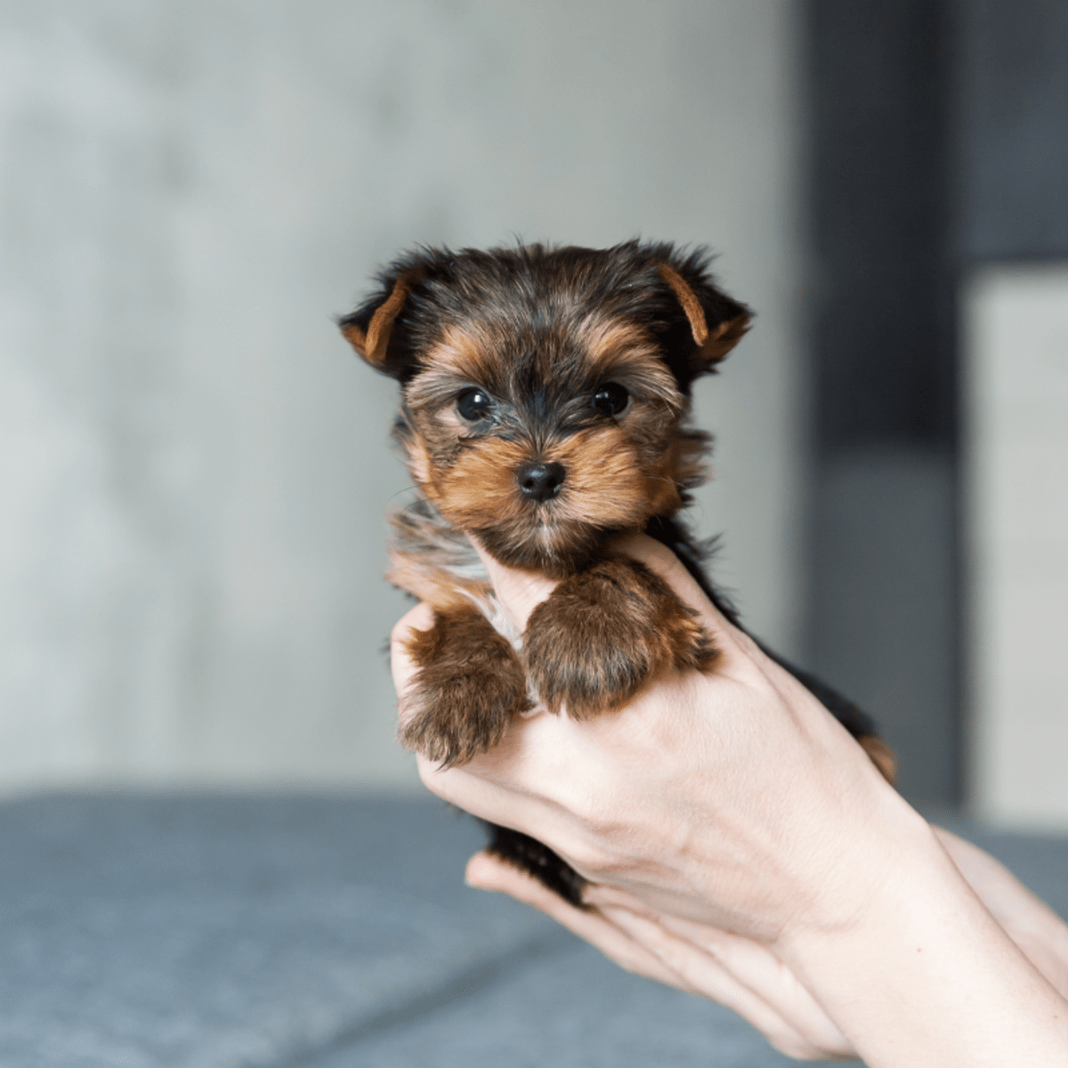 Tiny yorkshire terrier store