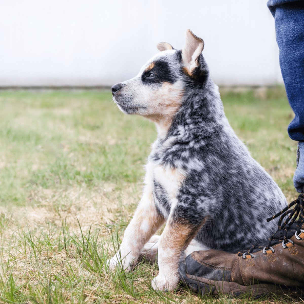Funny blue heeler videos online