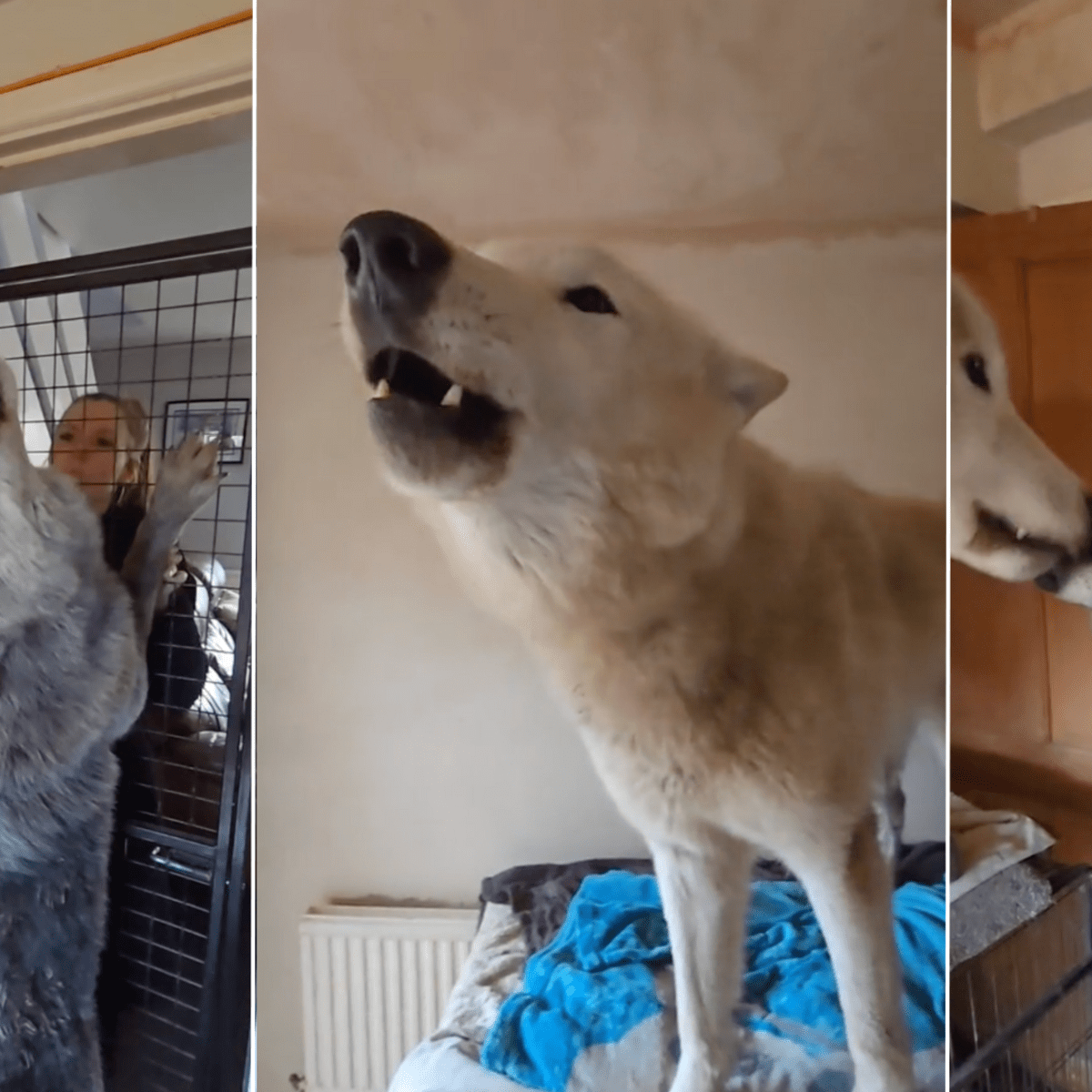 Pug howling cheap like a wolf