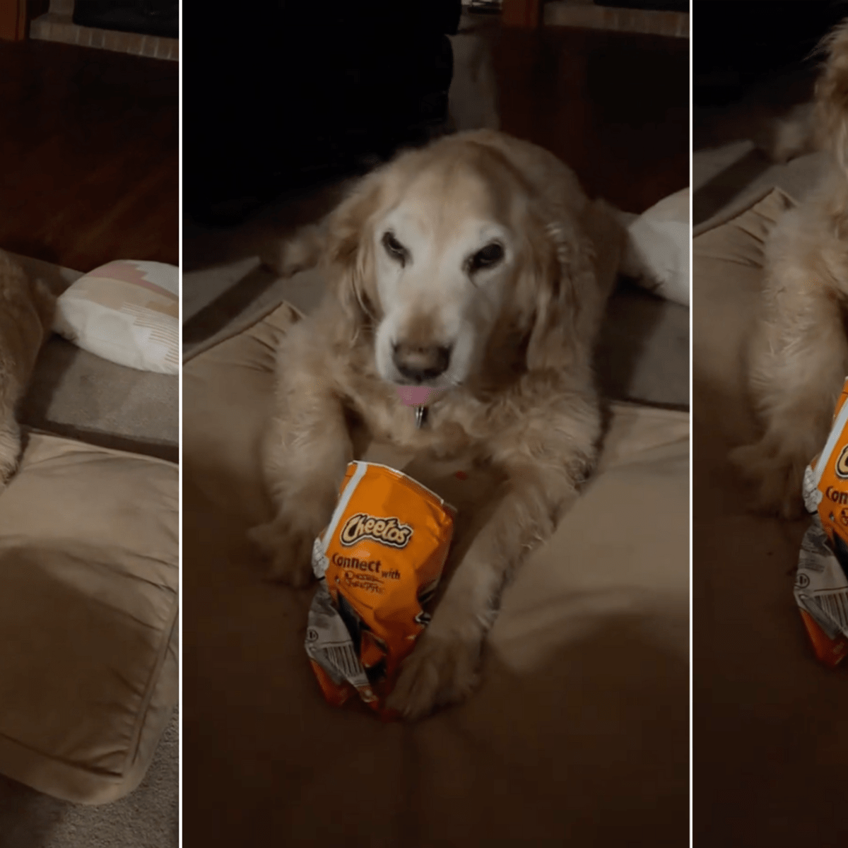 Sassy Senior Golden Retriever Throws Epic Tantrum Over Hot Cheetos Parade Pets
