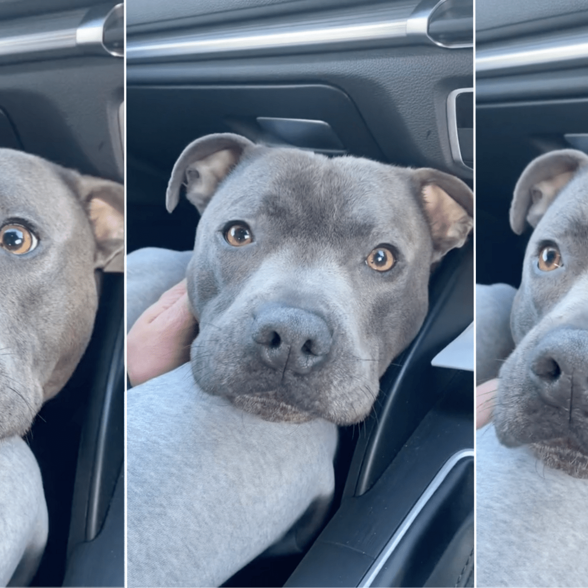 Silver blue staffy top