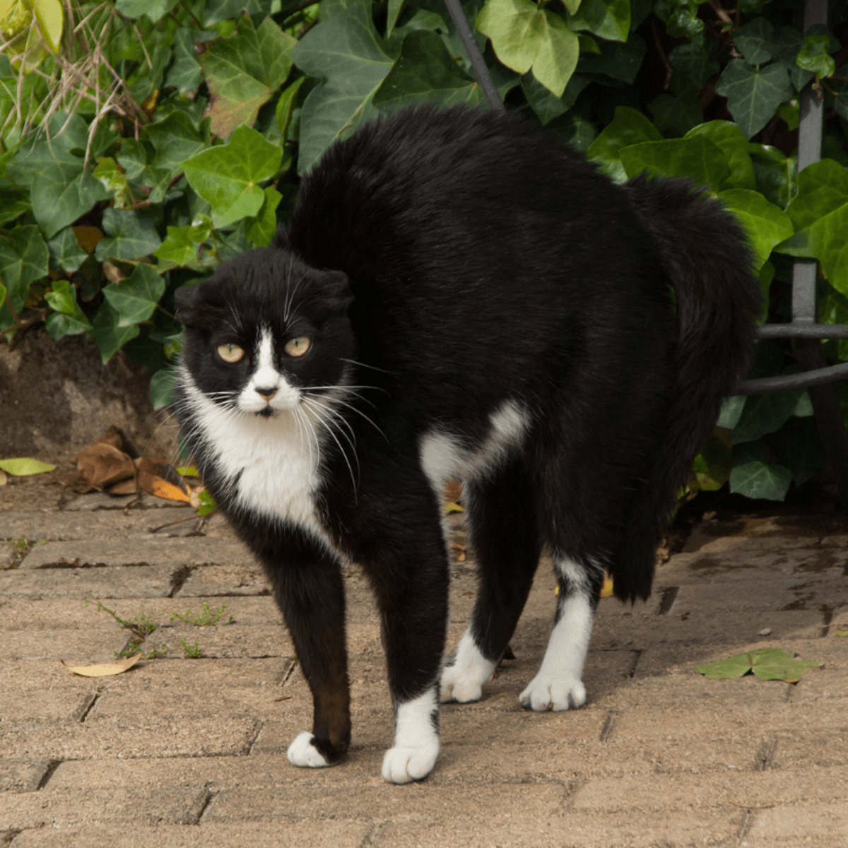 Cat s Hilarious Side Walk Has Everyone Captivated Parade Pets