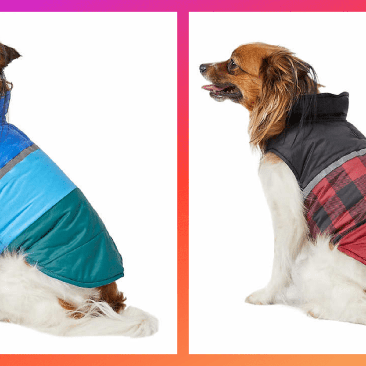 Dogs in hot sale jackets