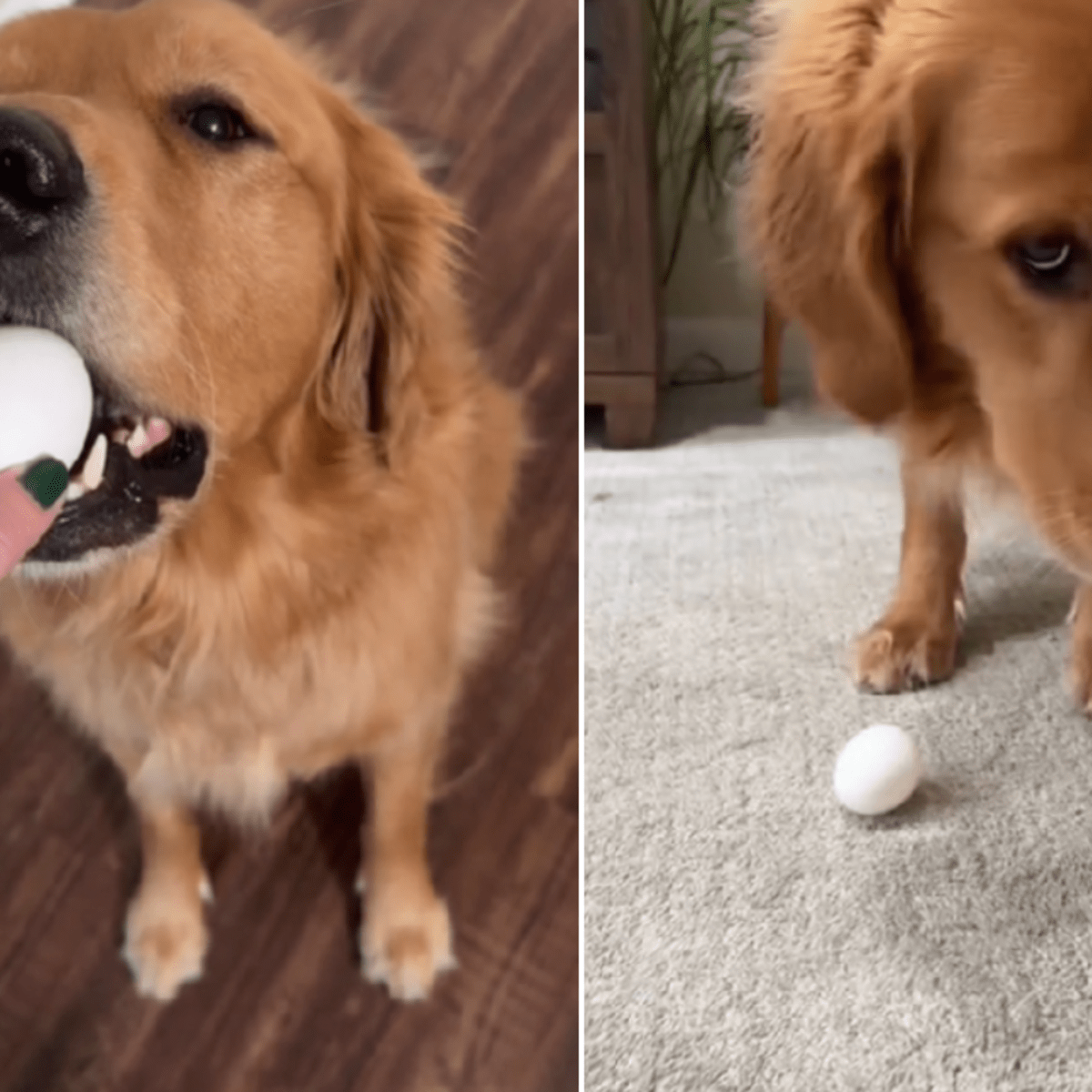 Golden store retriever egg