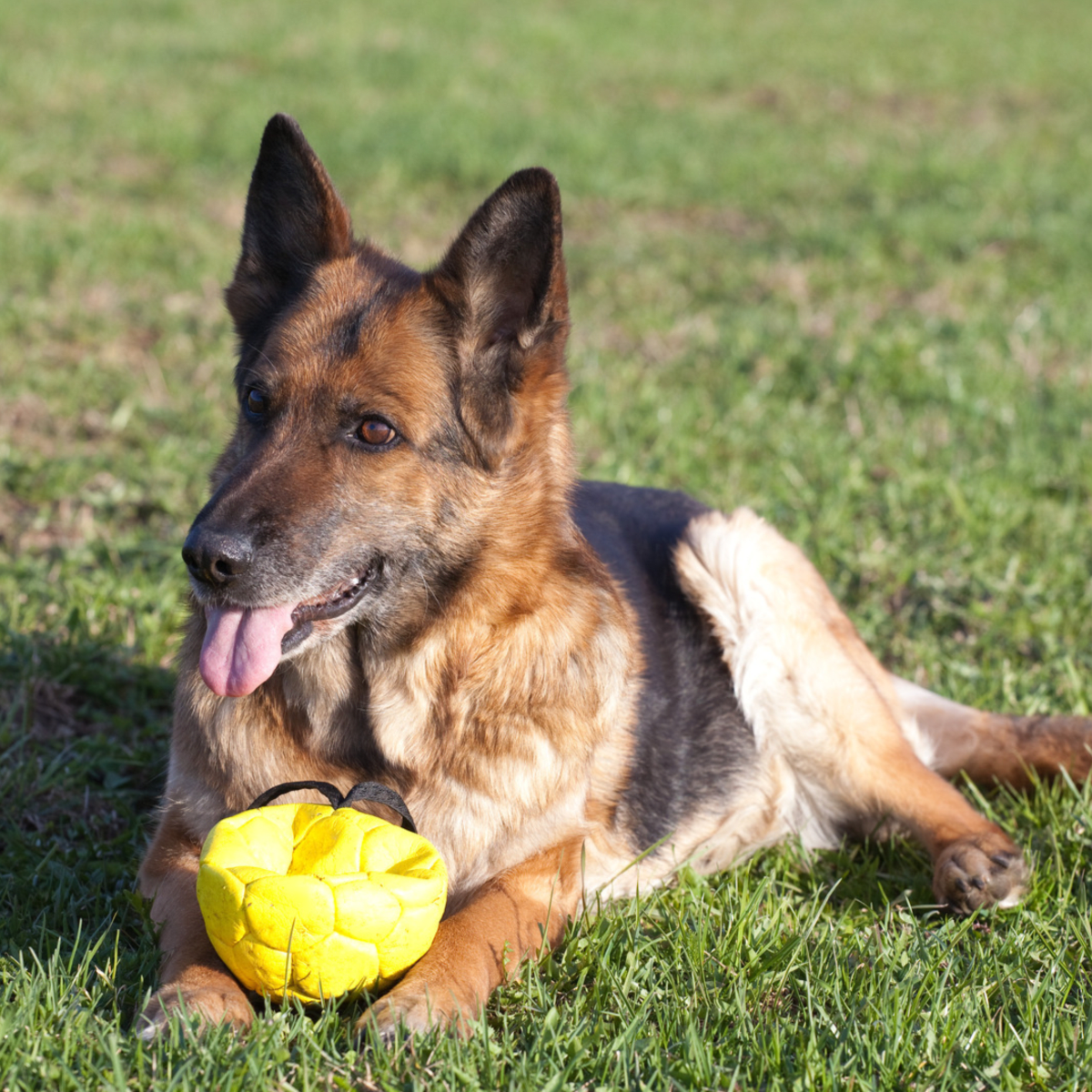 Best ball for top german shepherd