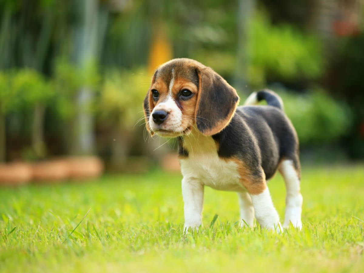 newborn beagle puppies