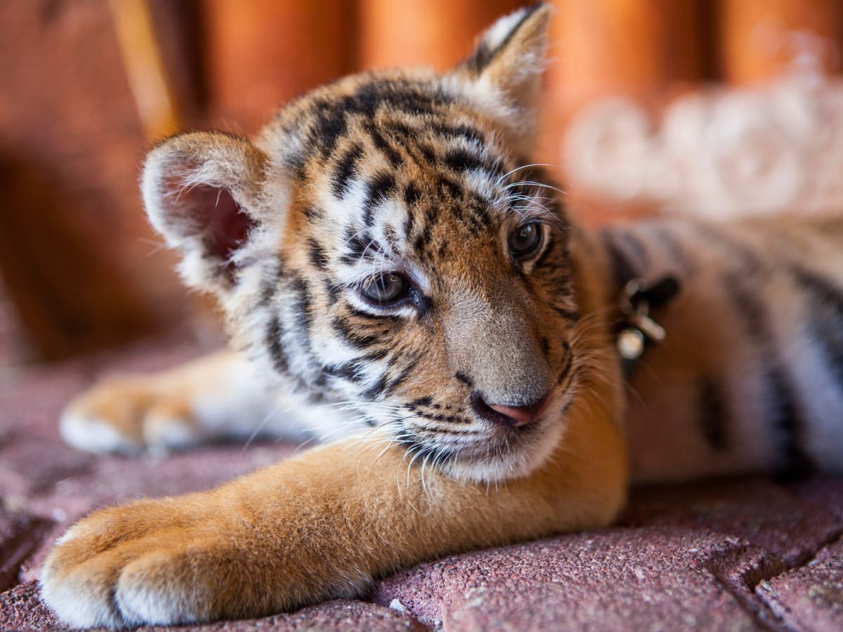 Sumatran Tiger Cubs' First Day Out of the Den at the Zoo Melts Hearts -  Parade Pets