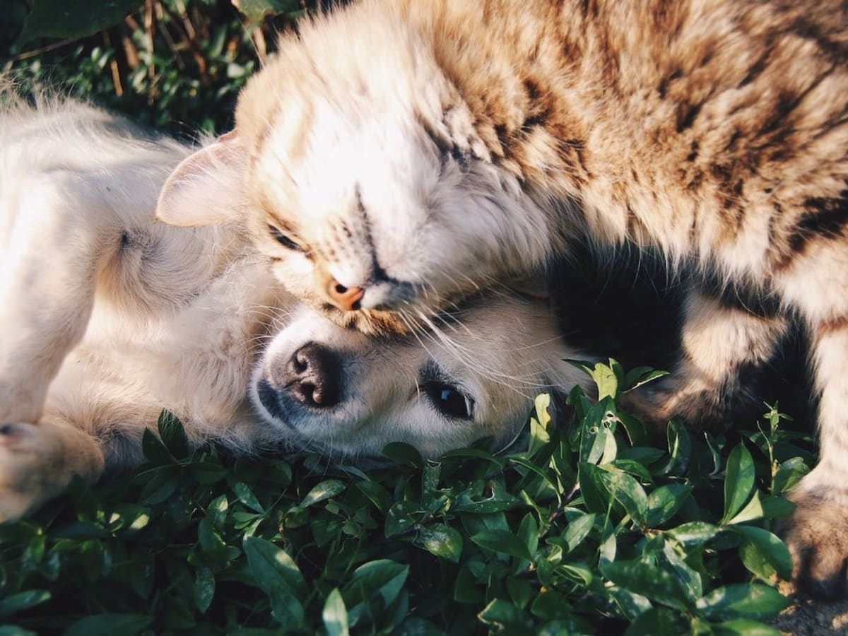 can a dog mourn the loss of a cat
