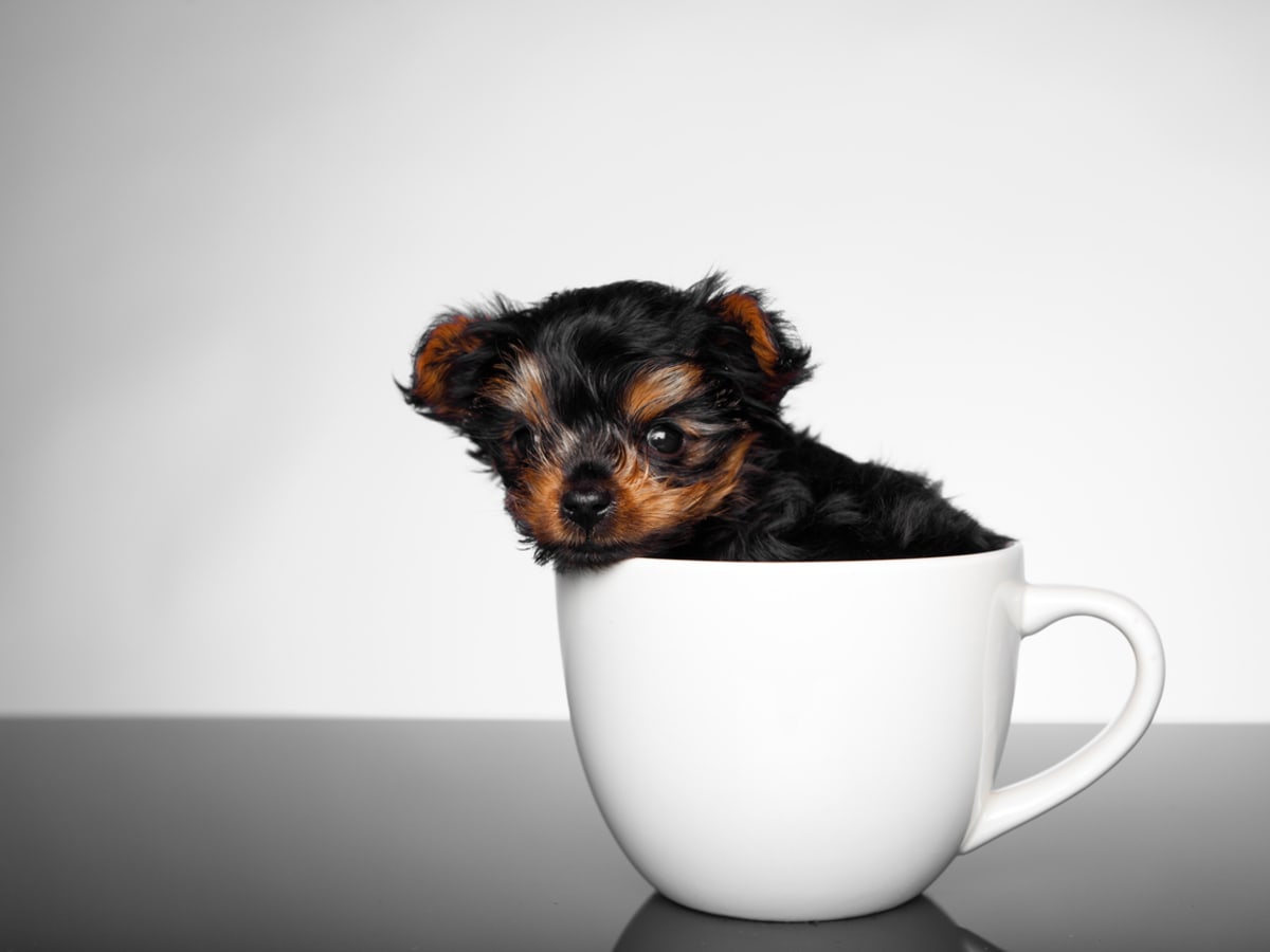 yorkshire terrier teacup grown up