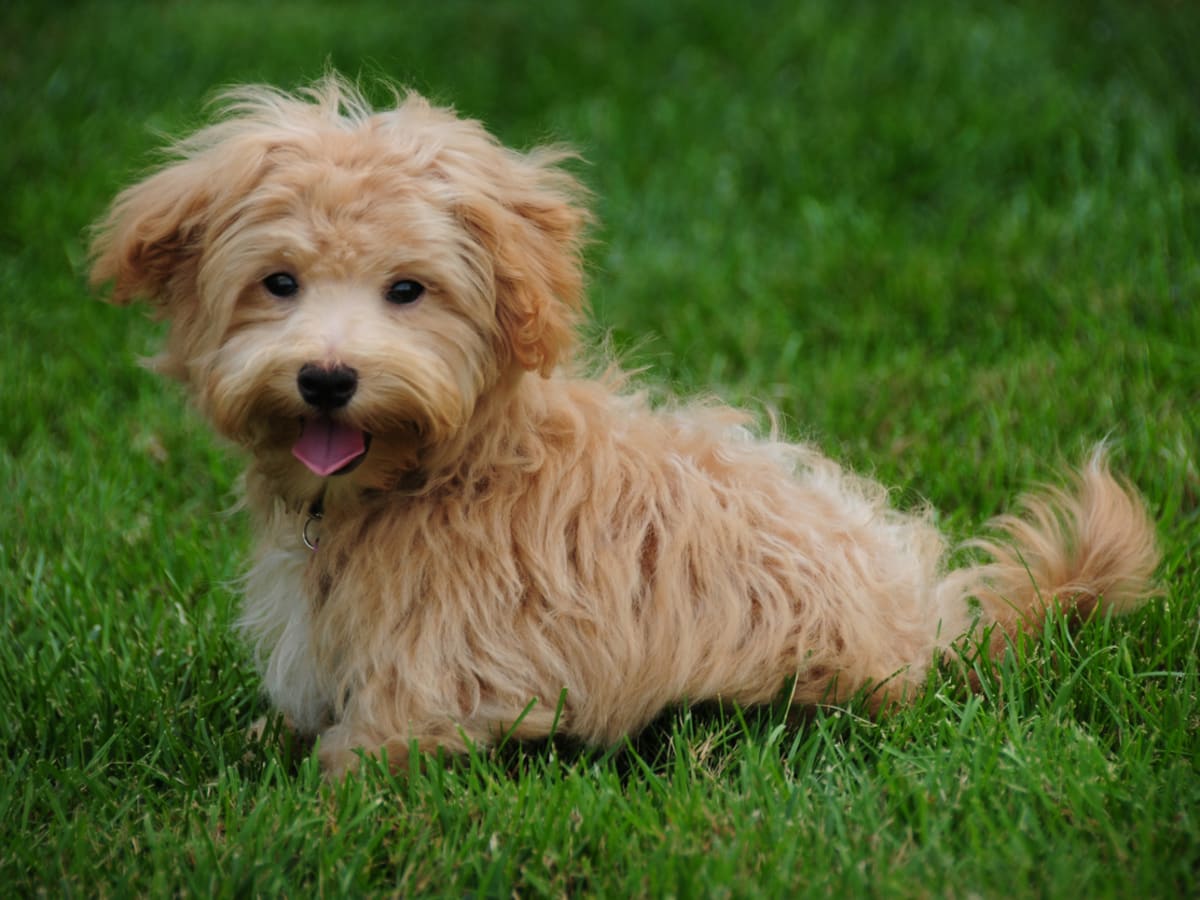 20 Small Fluffy Dog Breeds That Look Like Teddies