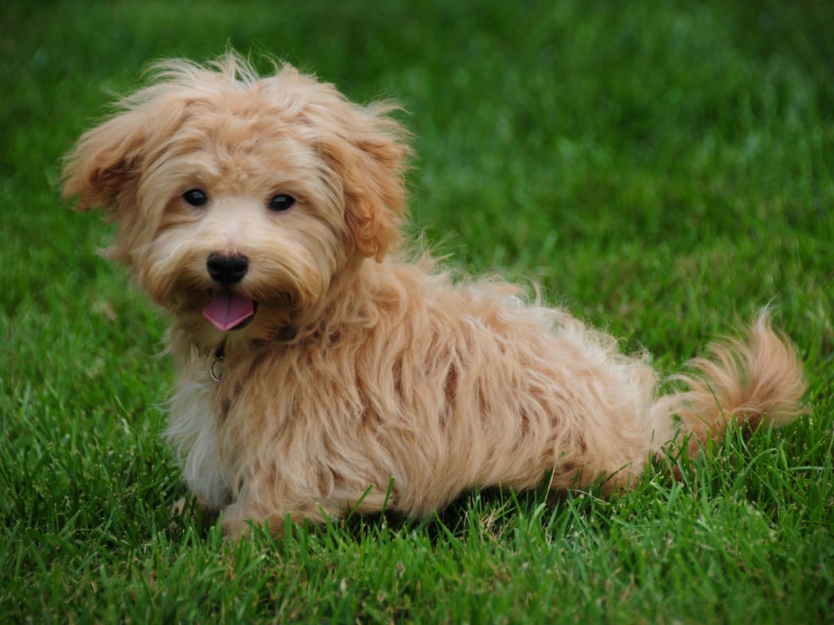 a dog breed called teddy bear