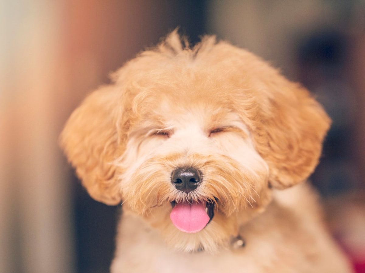 30 Toy Dog Breeds Best Tiny Dogs You