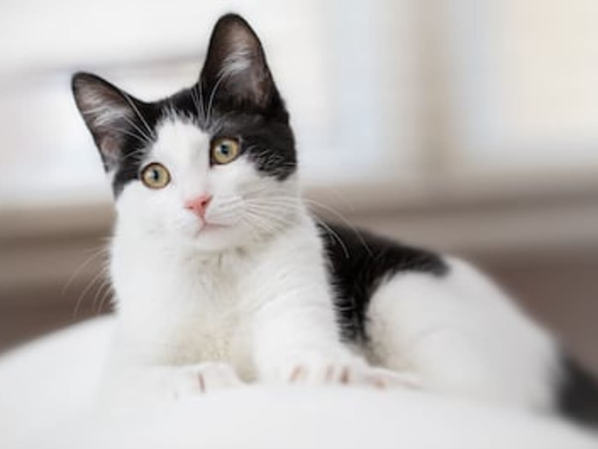 200 Best Black and White Cat Names - Parade Pets
