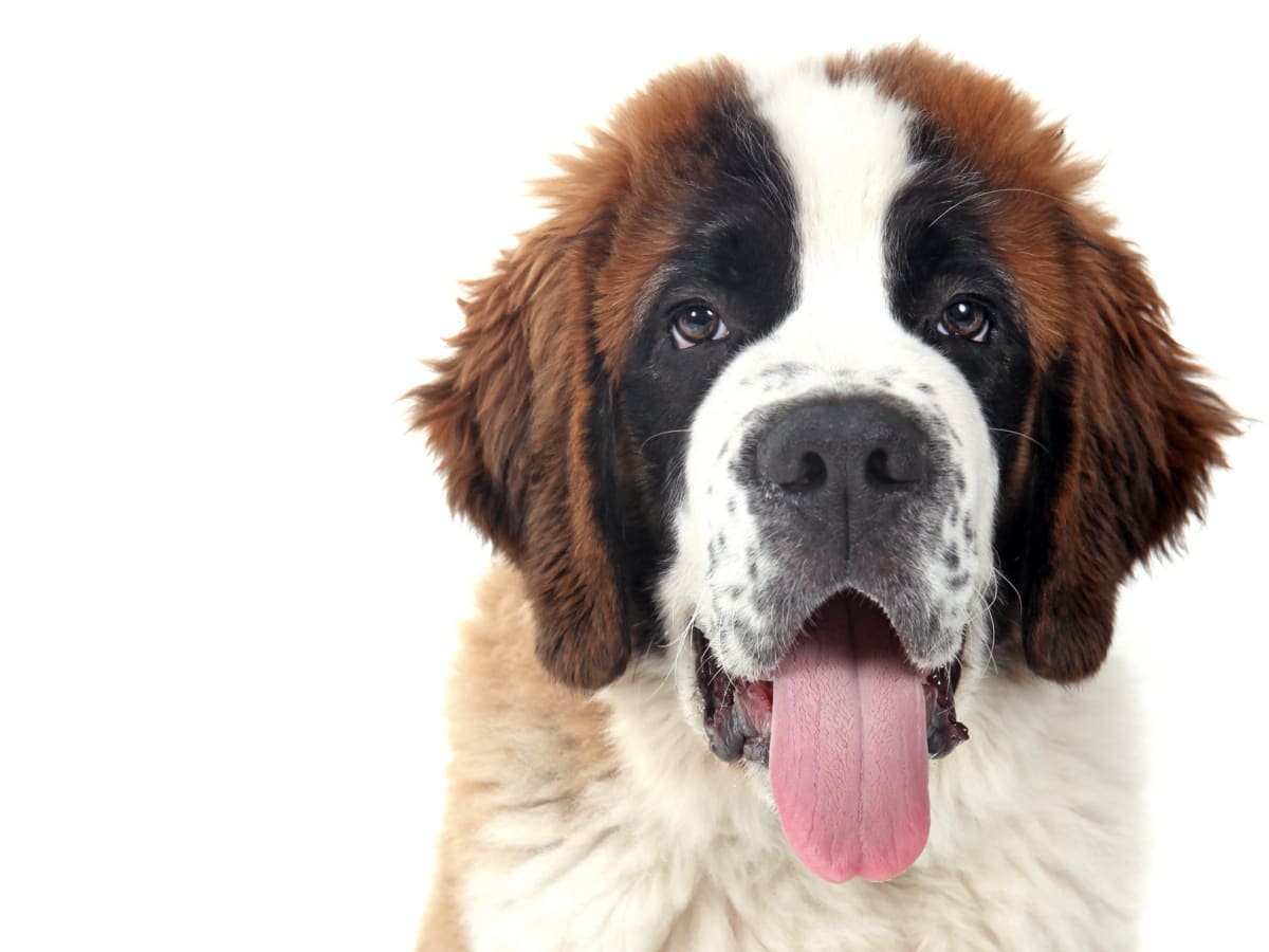 St Bernard Largest Dog Breed Name Bernard Dog Breed St Bernards