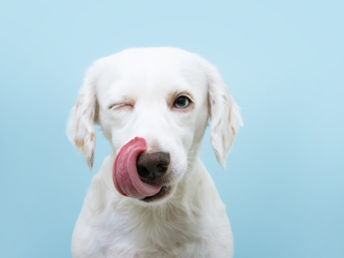 5 Reasons Why Dogs Like to Lick You and Themselves