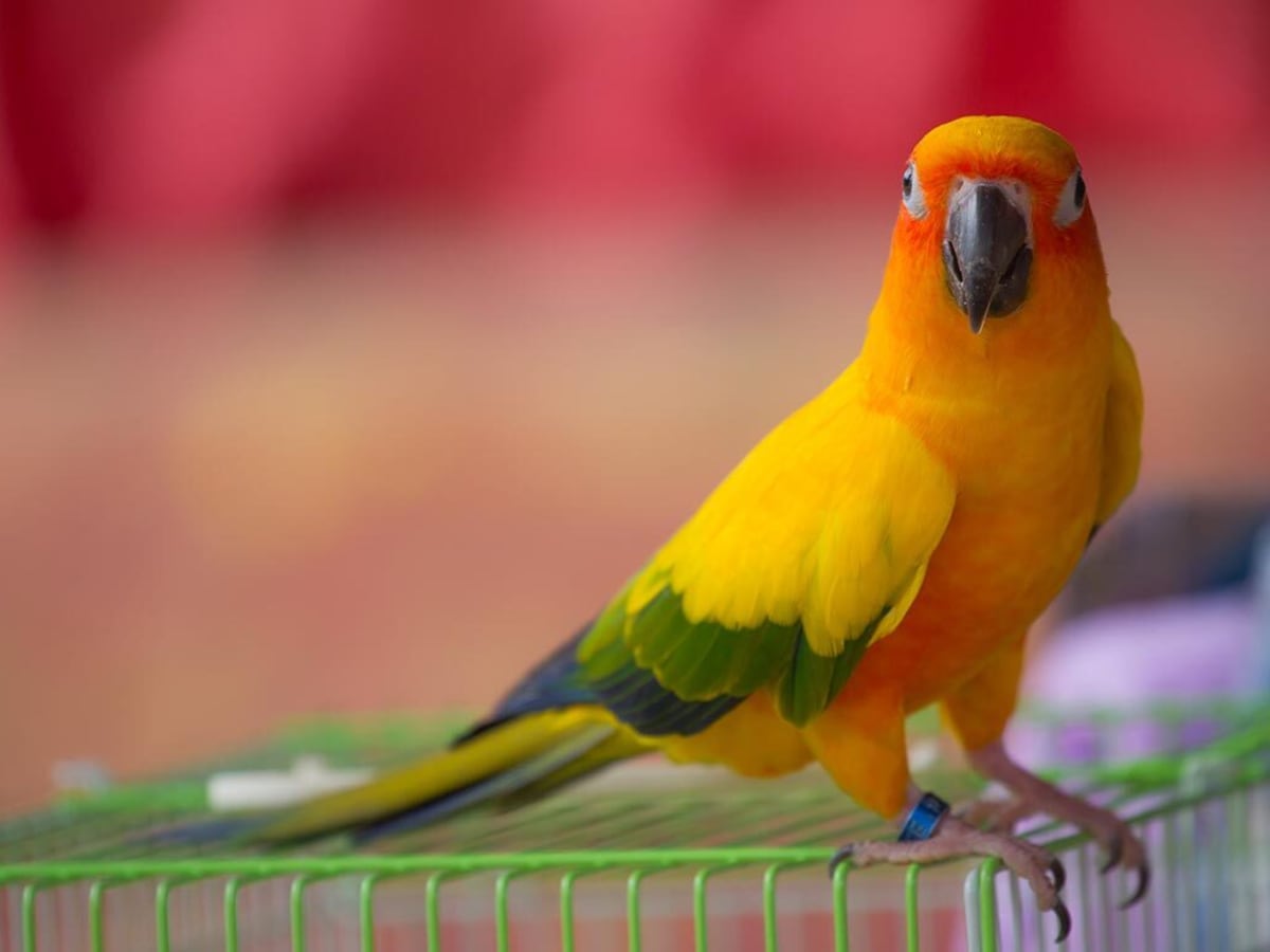 150 Best Bird Names—Cute, Funny Names for Birds - Parade Pets