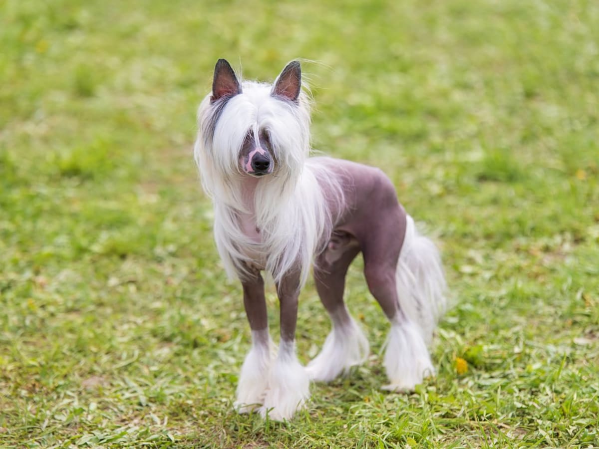 50 Ugly Dog Breeds You'll Love - Parade Pets