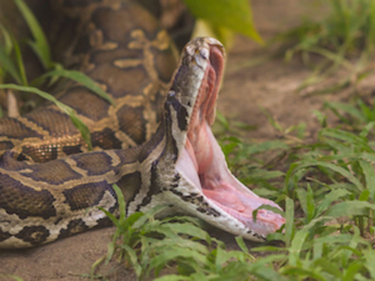 What Is the Biggest Snake in the World?